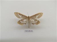 藏品(狹翅豹紋尺蛾)的圖片